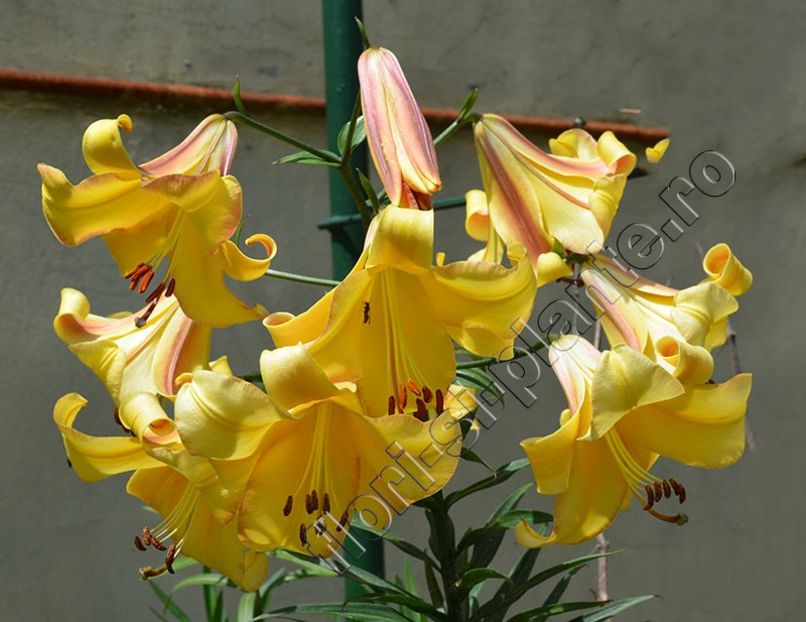 Crin Rising Moon 8 - Crini - Llilium - Lily