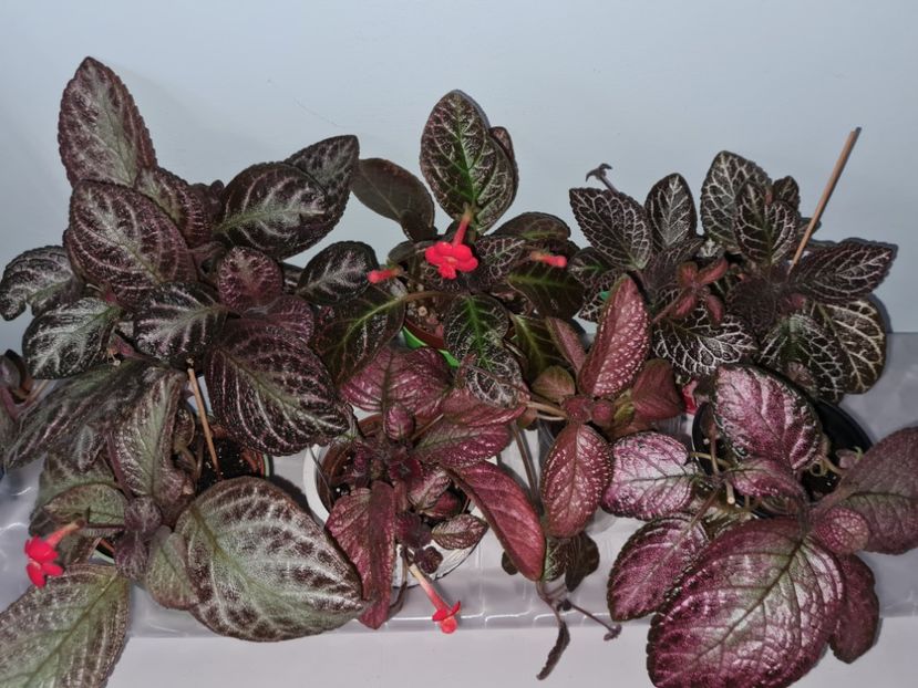  - EPISCIA