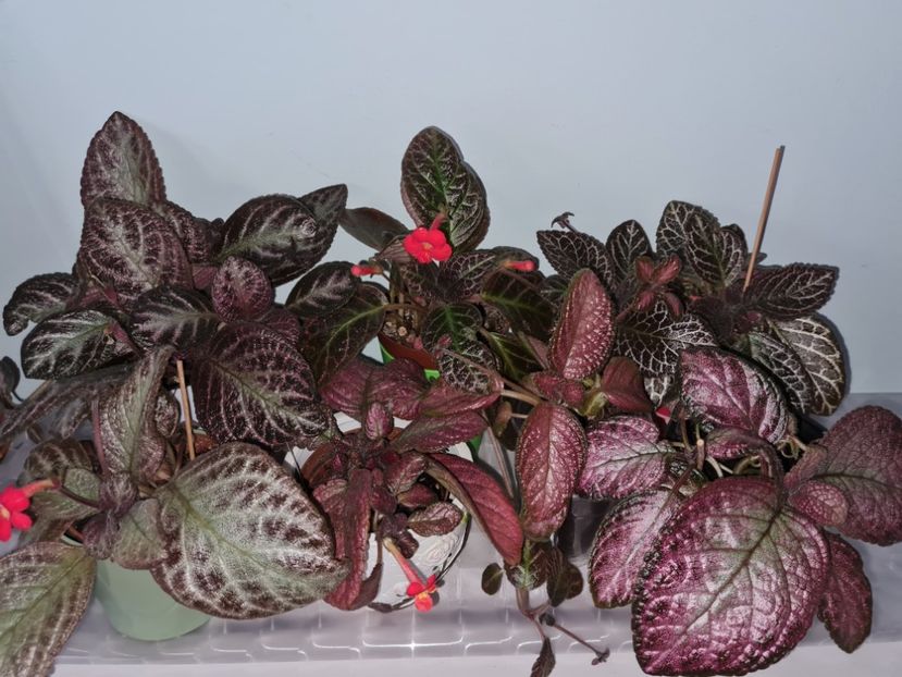  - EPISCIA