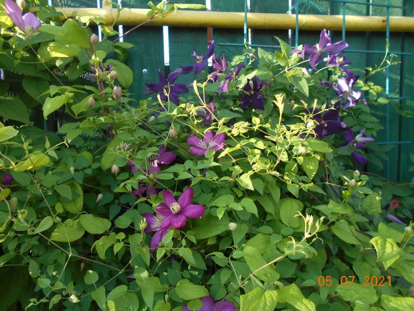  - 02 Clematite 2021