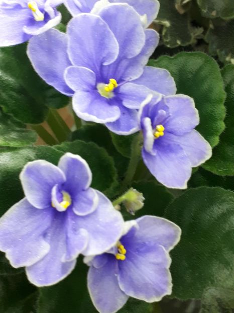  - NK Voloshkove Pole