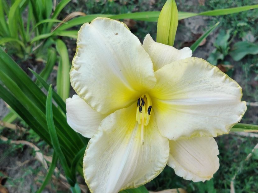 Cool it - Hemerocallisi 1