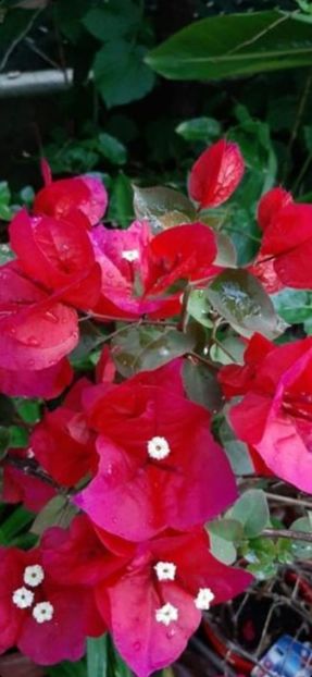 Poza net - Bougainvillea