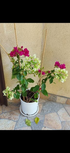 Poza personala - Bougainvillea