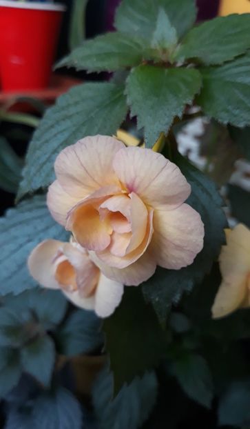  - 0001 2022 - RF s Tropicana