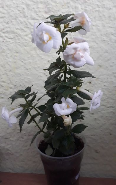 2021 - 0001 2022 - Guadalupe