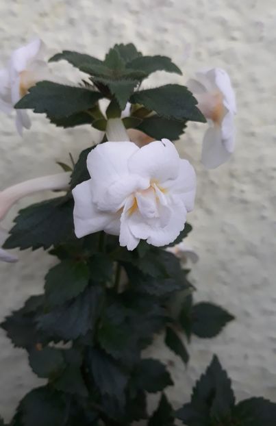  - 0001 2022 - Guadalupe