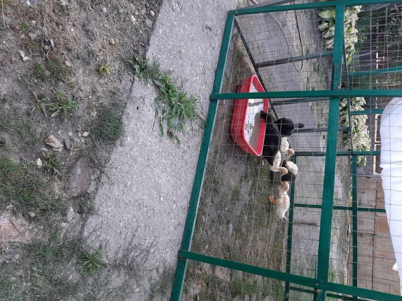  - Rațe Cayuga - Aylesbury