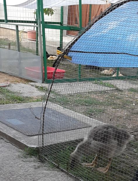  - Boboci gâsca 2021