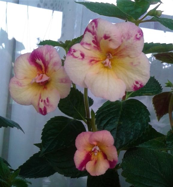  - Aici cred ca a pictat Nataly