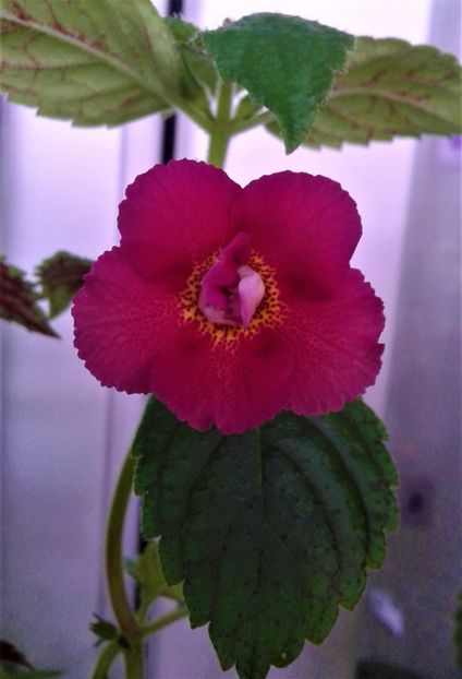  - colectia mea de achimenes 2021