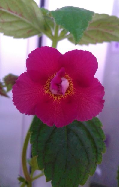  - colectia mea de achimenes 2021