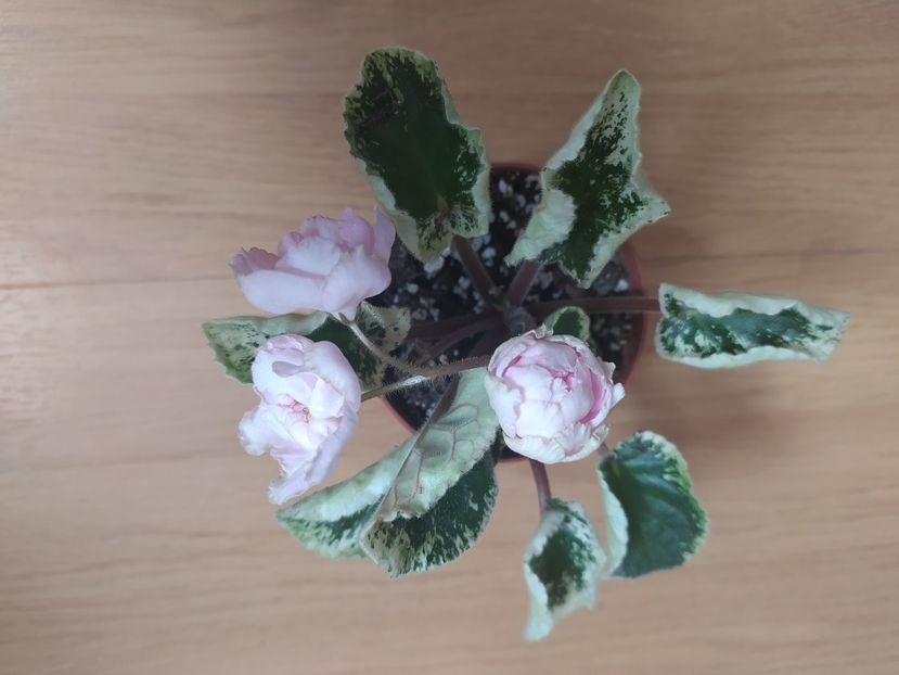 6 iulie 2021 - Zzz _____ Ian Bokal___out