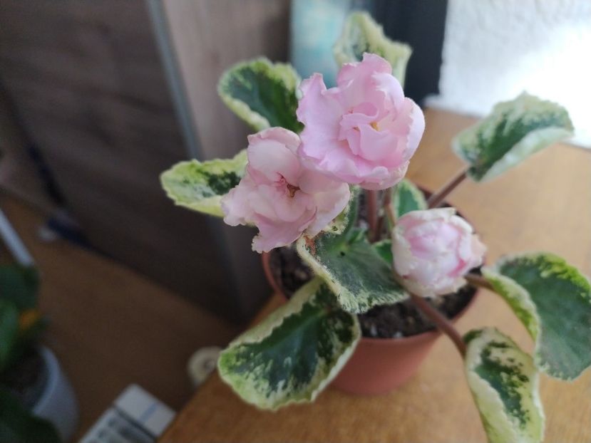 6 iulie 2021 - Zzz _____ Ian Bokal___out