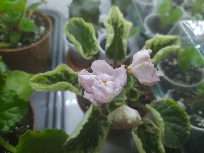 6 iulie 2021 - Zzz _____ Ian Bokal___out