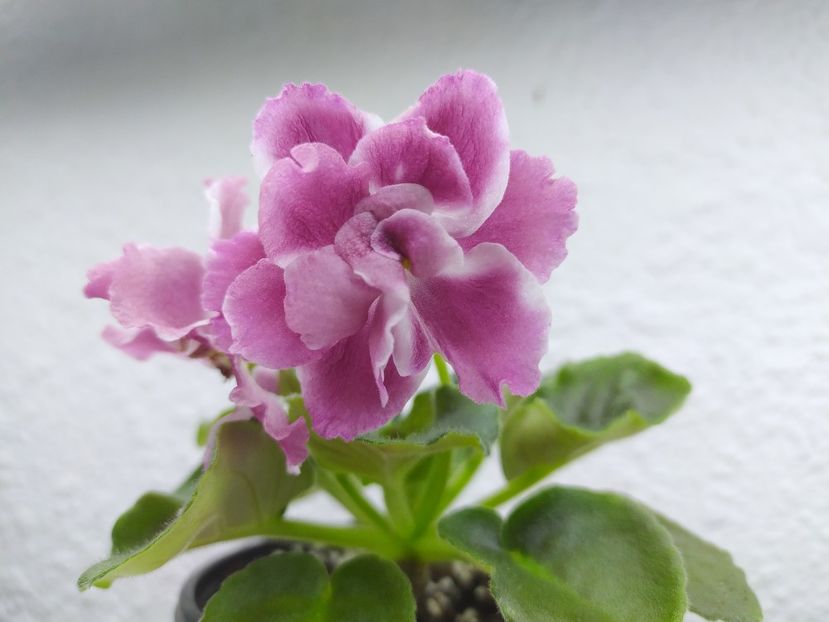 6 iulie 2021 - Moroznaia Vishnia