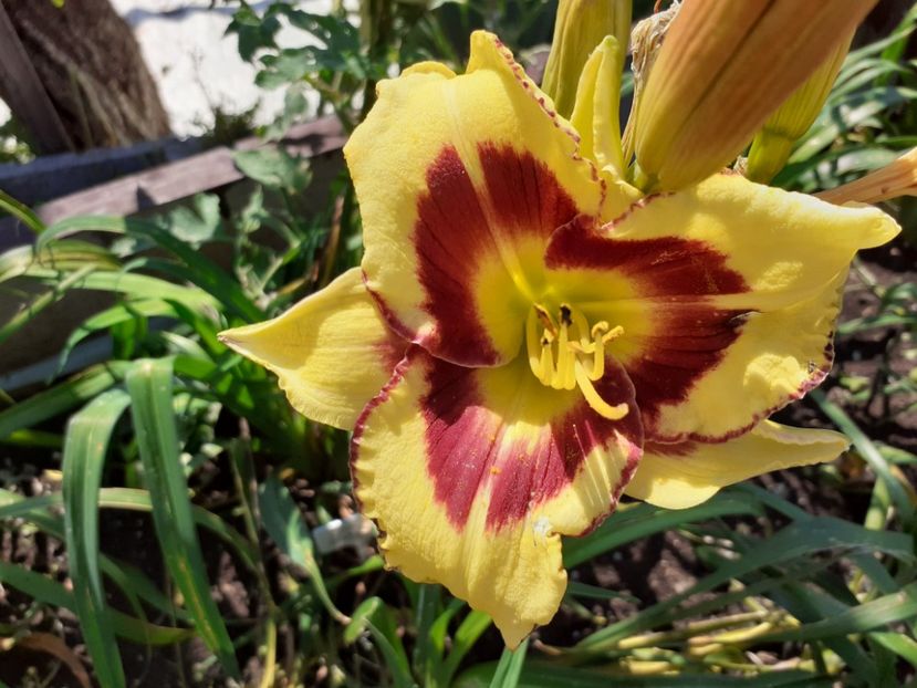 El desperado - Hemerocallis 2021