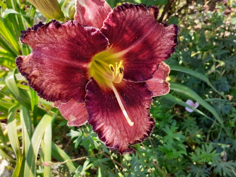 Nn druid - Hemerocallis 2021