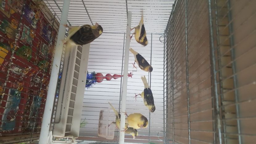  - Canari timbrado spaniol