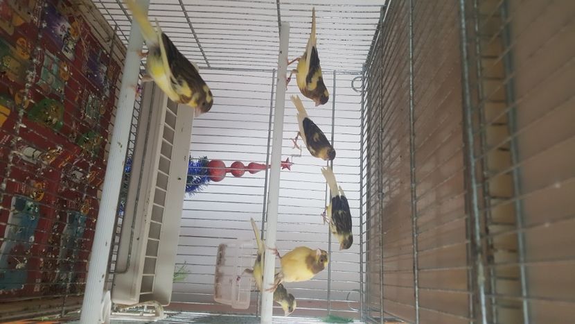  - Canari timbrado spaniol