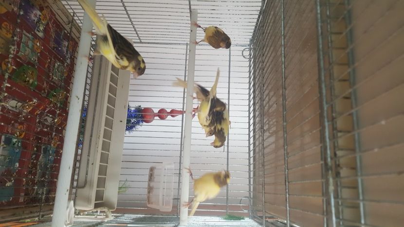 - Canari timbrado spaniol