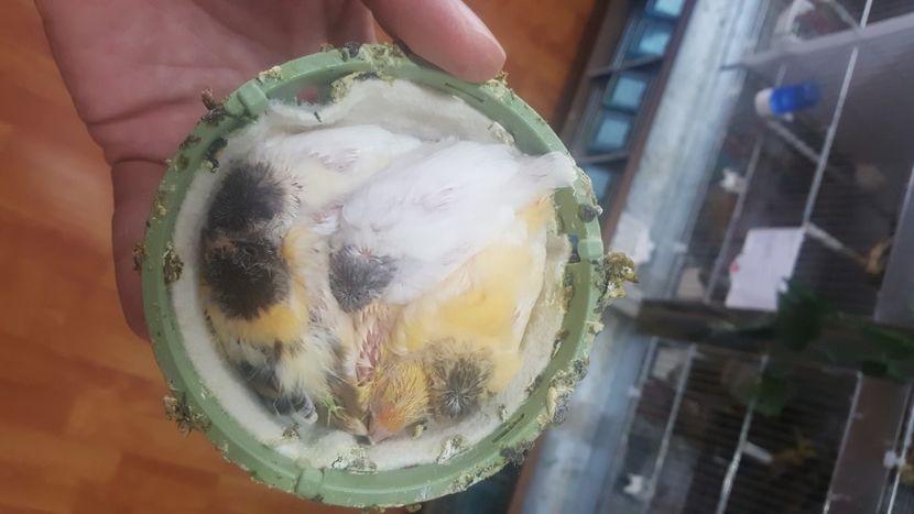  - Canari timbrado spaniol