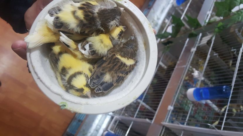  - Canari timbrado spaniol