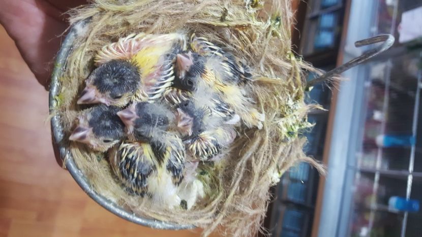  - Canari timbrado spaniol