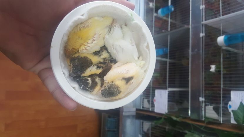  - Canari timbrado spaniol