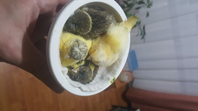  - Canari timbrado spaniol