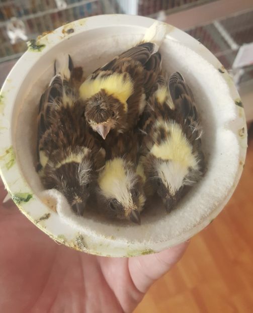  - Canari timbrado spaniol