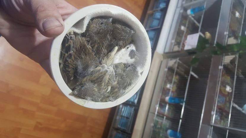  - Canari timbrado spaniol