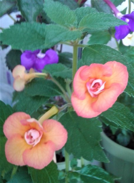  - 0000 ACHIMENES