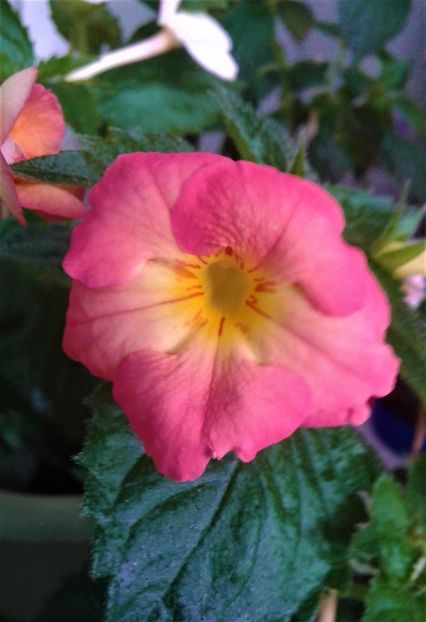  - 0000 ACHIMENES