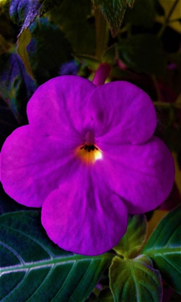  - 0000 ACHIMENES