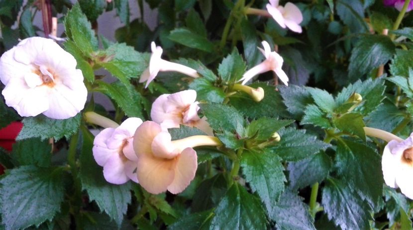 - 0000 ACHIMENES