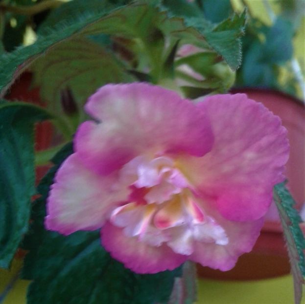  - 0000 ACHIMENES