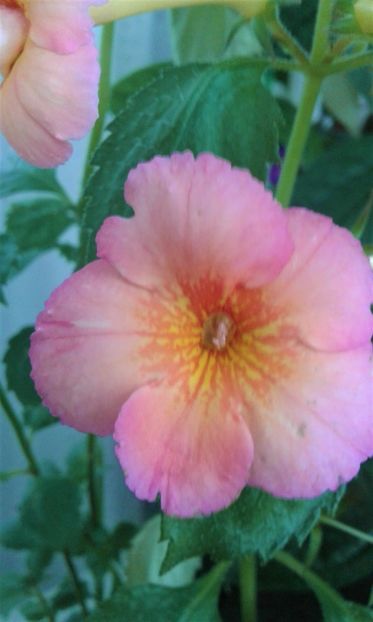  - 0000 ACHIMENES