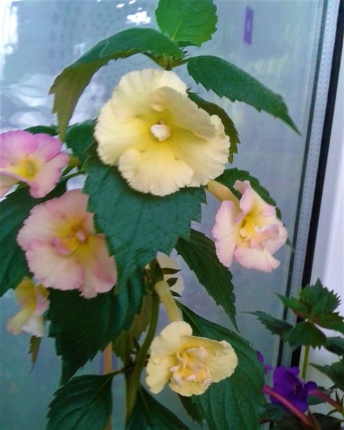  - 0000 ACHIMENES