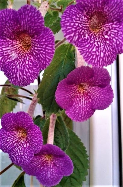 o.r.s - 0000 ACHIMENES