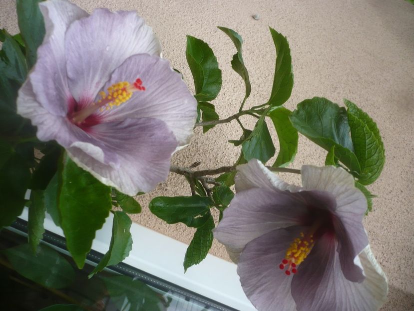 P1490225 - HIBISCUSI 2021-2