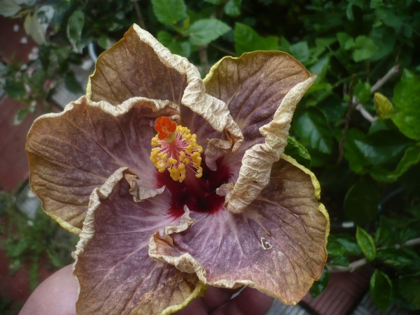 P1490226 - HIBISCUSI 2021-2