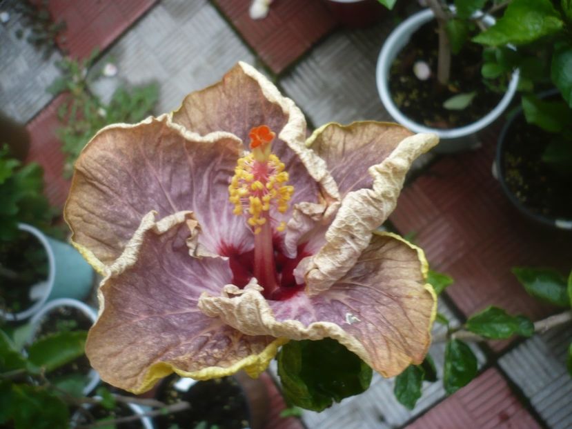 P1490227 - HIBISCUSI 2021-2