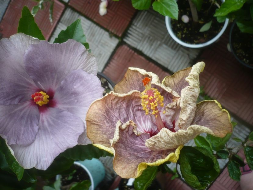 P1490228 - HIBISCUSI 2021-2