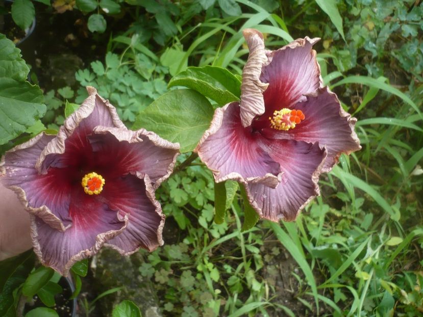 P1490229 - HIBISCUSI 2021-2