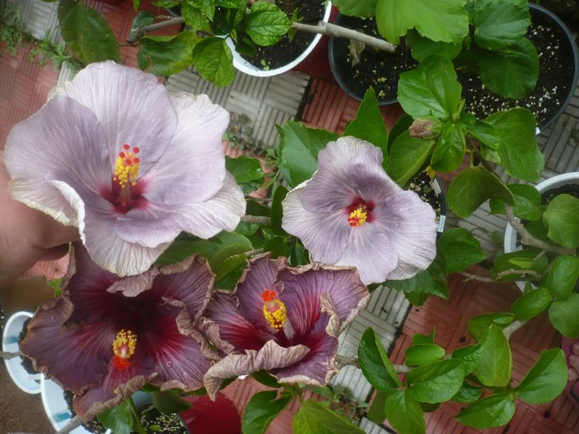 P1490230 - HIBISCUSI 2021-2