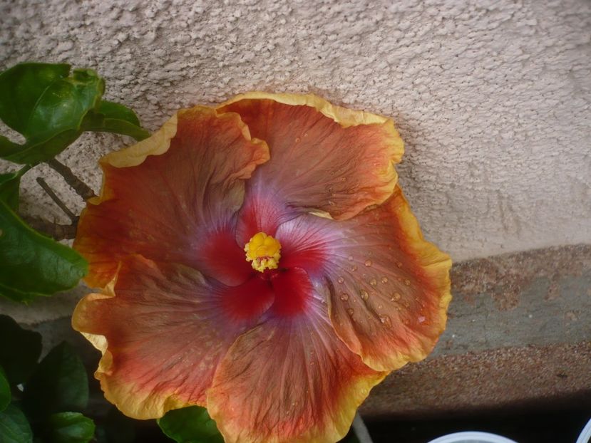 P1490232 - HIBISCUSI 2021-2