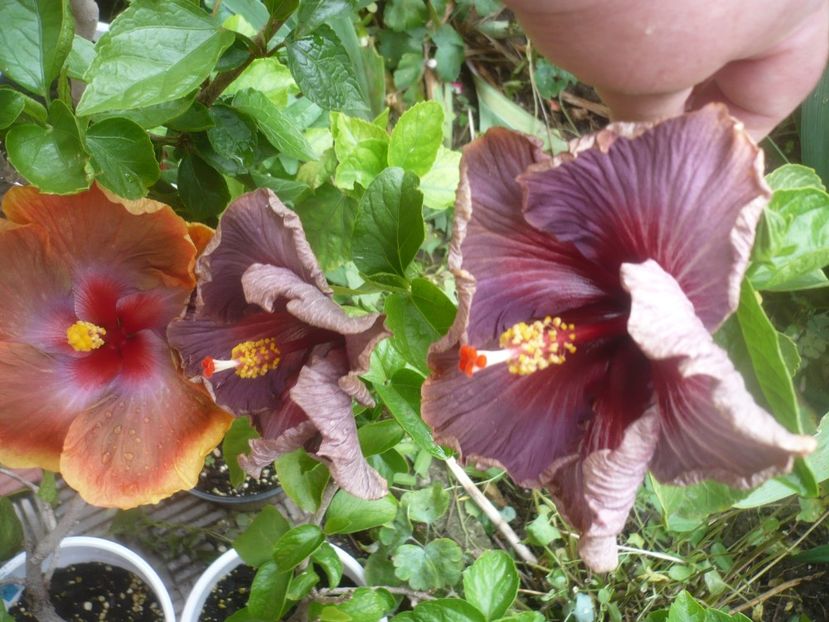 P1490233 - HIBISCUSI 2021-2