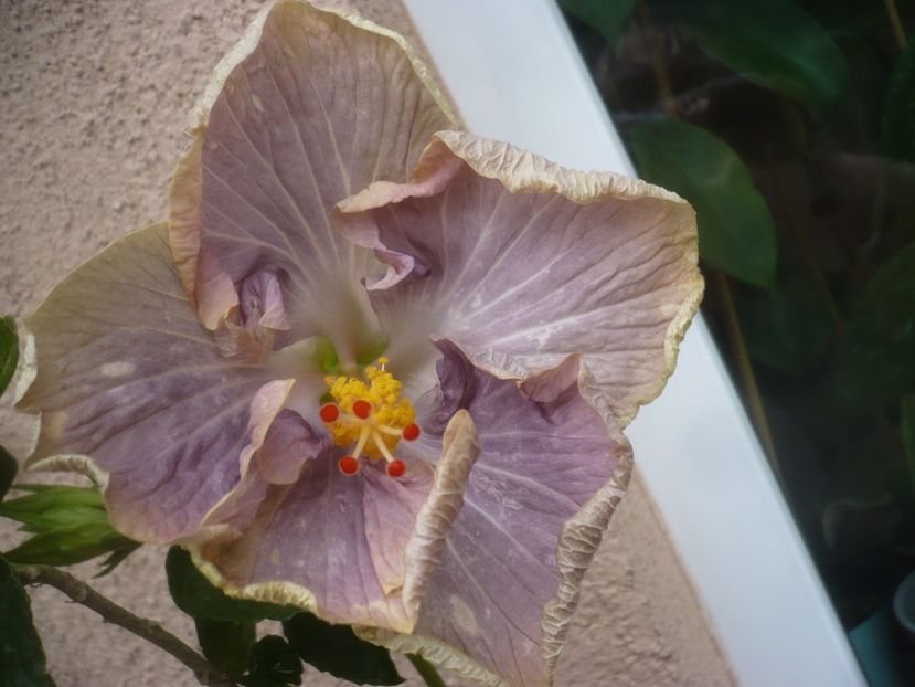 P1490251 - HIBISCUSI 2021-2
