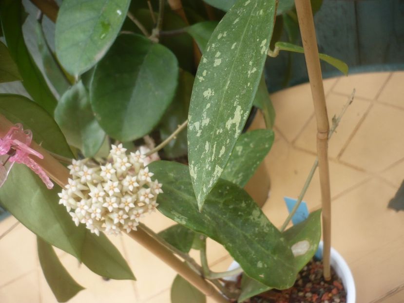 P1490258 - HOYA 2021-1